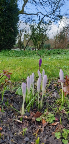 The first crocus of spring